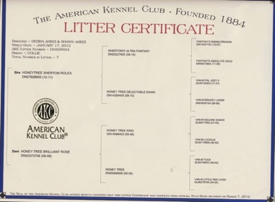 RolexXBrilliant LitterCertificatePedigree_g10it0.jpg